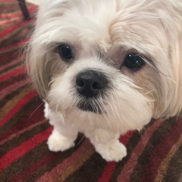 This is my dog Riker - Picture 2 of 7